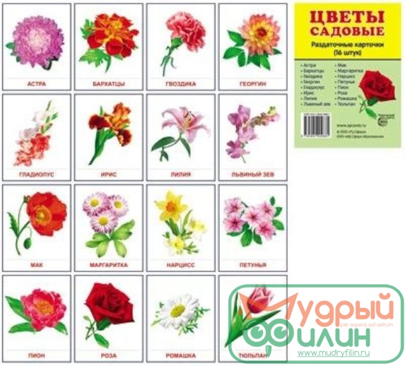 Демонстрационные карточки "Цветы садовые" (63х87 мм) - 1