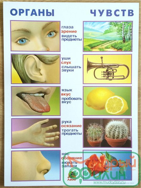 Плакат Органы чувств - 1