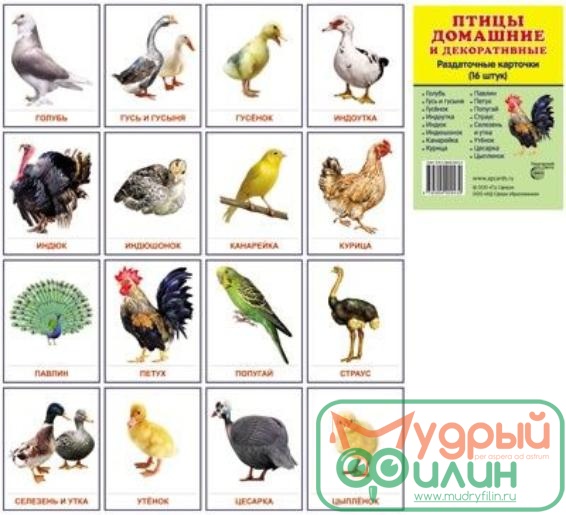 Демонстрационные карточки "Птицы домашние и декоративные" (63х87 мм) - 1